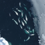 Distributed Biological Observatory
