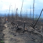 Wildfires
